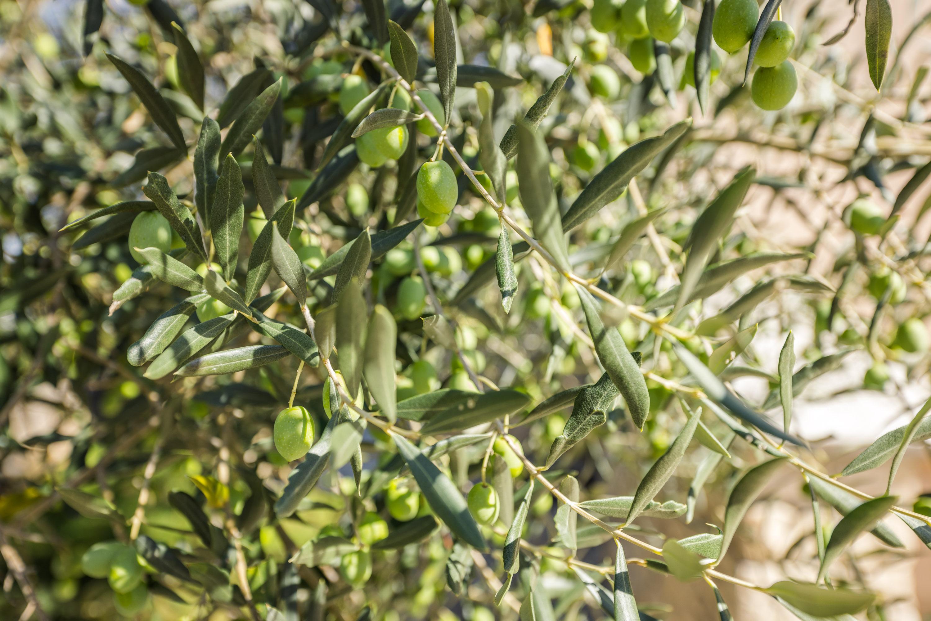 Olive tree detail